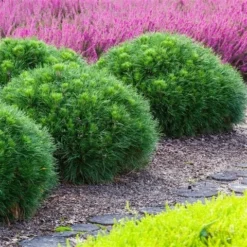 Dwerg Bergden (Pinus Mugo 'Varella') -Planten Verkoopwinkel pinus mugo varella