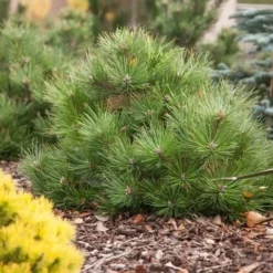 Oostenrijkse Den (Pinus Nigra 'Nana') -Planten Verkoopwinkel pinus nigra nana