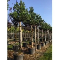 Oostenrijkse Den Als Boom (Pinus Nigra Nigra) -Planten Verkoopwinkel pinus nigra nigra 18 20