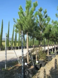 Oostenrijkse Den Als Boom (Pinus Nigra Nigra) -Planten Verkoopwinkel pinus nigra nigra 20 25 3
