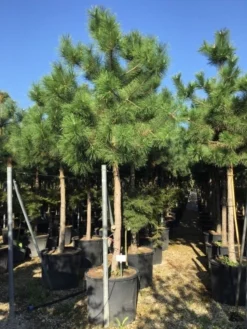 Oostenrijkse Den Als Boom (Pinus Nigra Nigra) -Planten Verkoopwinkel pinus nigra nigra 2025