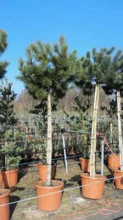 Oostenrijkse Den Als Boom (Pinus Nigra Nigra) -Planten Verkoopwinkel pinus nigra nigra stamboom 250 300