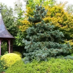 Blauwe Japanse Den (Pinus Parviflora 'Glauca') -Planten Verkoopwinkel pinus parviflora glauca 1