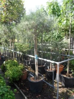 Parasolden Op Stam (Pinus Pinea) -Planten Verkoopwinkel pinus pinea 120 150stam c50