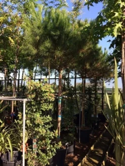 Parasolden Op Stam (Pinus Pinea) -Planten Verkoopwinkel pinus pinea 2025cm stam 200cm