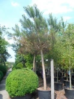 Parasolden Op Stam (Pinus Pinea) -Planten Verkoopwinkel pinus pinea 30 40ho c350