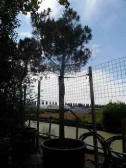 Parasolden Op Stam (Pinus Pinea) -Planten Verkoopwinkel pinus pinea 35 40 ho c750