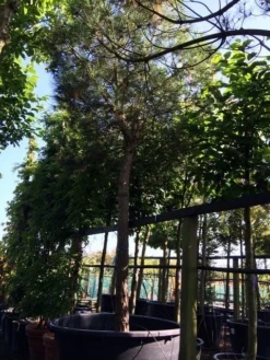 Parasolden Op Stam (Pinus Pinea) -Planten Verkoopwinkel pinus pinea 3540cm c750 250cm stam