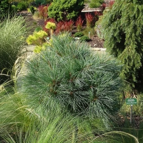 Bergden (Pinus Strobus 'Radiata') 4 Bergden (Pinus Strobus 'Radiata') - Afbeelding 4