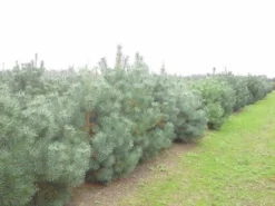 Grove Den, Solitair (Pinus Sylvestris) -Planten Verkoopwinkel pinus sylvestris 2