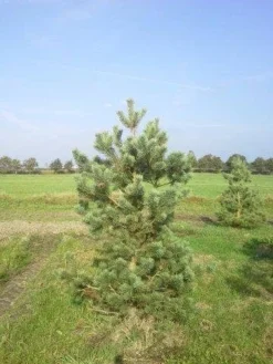 Grove Den, Solitair (Pinus Sylvestris) -Planten Verkoopwinkel pinus sylvestris 200 2