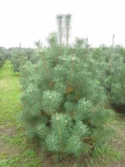 Grove Den, Solitair (Pinus Sylvestris) -Planten Verkoopwinkel pinus sylvestris 200 250 1