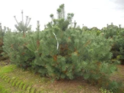 Grove Den, Solitair (Pinus Sylvestris) -Planten Verkoopwinkel pinus sylvestris 250 300 2