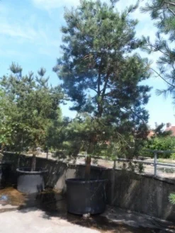 Grove Den, Solitair (Pinus Sylvestris) -Planten Verkoopwinkel pinus sylvestris 350 400 450 c1000 1