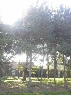 Grove Den (Pinus Sylvestris) -Planten Verkoopwinkel pinus sylvestris 60 70 2