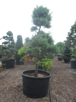 Grove Den Als Bonsai (Pinus Sylvestris) -Planten Verkoopwinkel pinus sylvestris bonsai c1000 1