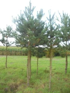Grove Den (Pinus Sylvestris) -Planten Verkoopwinkel pinus sylvestris opstam 20 25 1