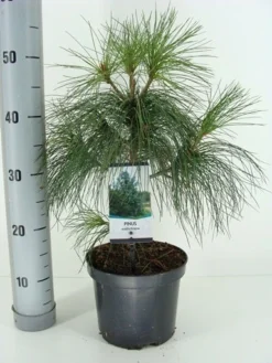 Treurden (Pinus Wallichiana) -Planten Verkoopwinkel pinus wallichiana c3 m