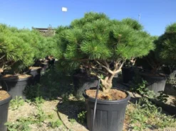 Meerstammige Japanse Pijnboom (Pinus Parviflora 'Brevifolia')