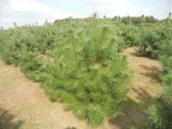 Grove Den, Solitair (Pinus Sylvestris) -Planten Verkoopwinkel pinussylv 125 150 13 9 2014 2