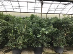 Australische Laurier (Pittosporum Tobira) -Planten Verkoopwinkel pittosporum