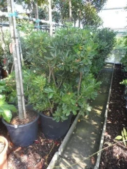 Australische Laurier (Pittosporum Tobira) -Planten Verkoopwinkel pittosporum tobira 100 125 c50