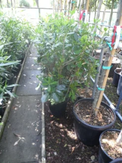 Australische Laurier (Pittosporum Tobira) -Planten Verkoopwinkel pittosporum tobira c10