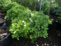 Australische Laurier (Pittosporum Tobira 'Nanum') -Planten Verkoopwinkel pittosporum tobira nanum c10
