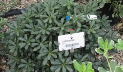 Australische Laurier (Pittosporum Tobira 'Nanum') -Planten Verkoopwinkel pittosprum tobira nanum