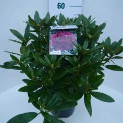 Rhododendron (Rhododendron 'Polarnacht') -Planten Verkoopwinkel polarnacht c5 zij