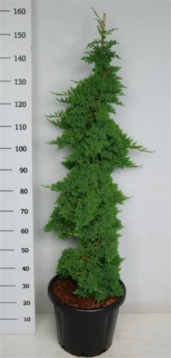 Jeneverbes (Juniperus Procumbens 'Nana') -Planten Verkoopwinkel procumbensnana100 125