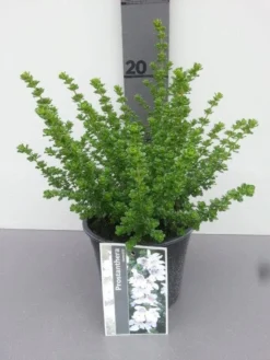 Prostanthera (Prostanthera Cuneata) -Planten Verkoopwinkel prostanthera cuneata