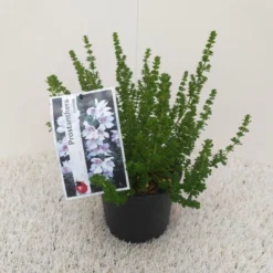 Prostanthera (Prostanthera Cuneata) -Planten Verkoopwinkel prostanthera cuneata 1