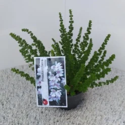 Prostanthera (Prostanthera Cuneata) -Planten Verkoopwinkel prostanthera cuneata 1