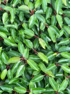 Portugese Laurier Als Grote Bolvorm (Prunus Lusitanica 'Angustifolia') -Planten Verkoopwinkel prunus l. angustifolia blad