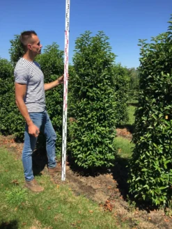 Grote Portugese Laurier (Prunus Lusitanica 'Angustifolia') -Planten Verkoopwinkel prunus l ang 175200