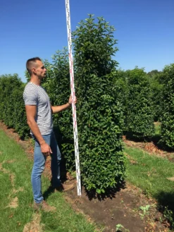 Grote Portugese Laurier (Prunus Lusitanica 'Angustifolia') -Planten Verkoopwinkel prunus l ang 200250