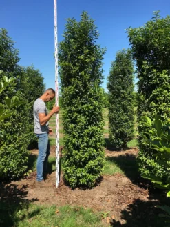Grote Portugese Laurier (Prunus Lusitanica 'Angustifolia') -Planten Verkoopwinkel prunus l ang 300350