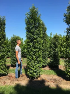 Grote Portugese Laurier (Prunus Lusitanica 'Angustifolia') -Planten Verkoopwinkel prunus l ang 350400