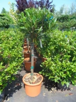 Laurierkers Op Stam (Prunus Laurocerasus 'Otto Luyken') -Planten Verkoopwinkel prunus laurocerasus otto luyken 80stam c25