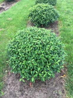 Portugese Laurier Als Grote Bolvorm (Prunus Lusitanica 'Angustifolia') -Planten Verkoopwinkel prunus lus. angustifolia bol 1
