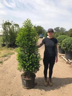 Grote Portugese Laurier (Prunus Lusitanica 'Angustifolia') -Planten Verkoopwinkel prunus lus. angustifolia h140160