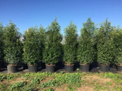 Grote Portugese Laurier (Prunus Lusitanica 'Angustifolia') -Planten Verkoopwinkel prunus lus. angustifolia h160180cm