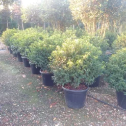 Portugese Laurier Als Bol (Prunus Lusitanica 'Angustifolia') -Planten Verkoopwinkel prunus lusitanica 1 1