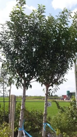 Portugese Laurier Als Boom (Prunus Lusitanica) -Planten Verkoopwinkel prunus lusitanica als boom01 1