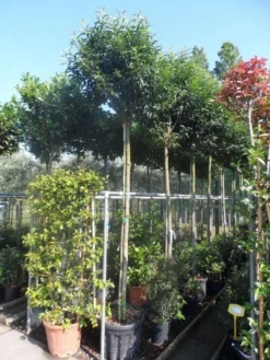 Portugese Laurier Als Boom (Prunus Lusitanica 'Angustifolia') -Planten Verkoopwinkel prunus lusitanica angustifolia