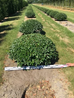 Portugese Laurier Als Grote Bolvorm (Prunus Lusitanica 'Angustifolia') -Planten Verkoopwinkel prunus lusitanica angustifolia 100 cm breed bol drkl 1