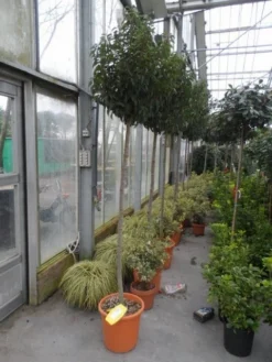 Portugese Laurier Als Boom (Prunus Lusitanica 'Angustifolia') -Planten Verkoopwinkel prunus lusitanica angustifolia 150stam c25