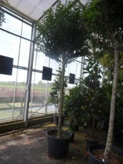 Portugese Laurier Als Boom (Prunus Lusitanica 'Angustifolia') -Planten Verkoopwinkel prunus lusitanica angustifolia 16 18ho c90