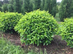 Portugese Laurier Als Grote Bolvorm (Prunus Lusitanica 'Angustifolia') -Planten Verkoopwinkel prunus lusitanica angustifolia 90 cm breed bol drkl